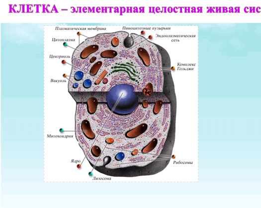 Внутренняя среда клеток органоид. Клетка элементарная. Клетка элементарная биологическая система. Клетка элементарная единица живой системы. Клетка и ее органоиды.