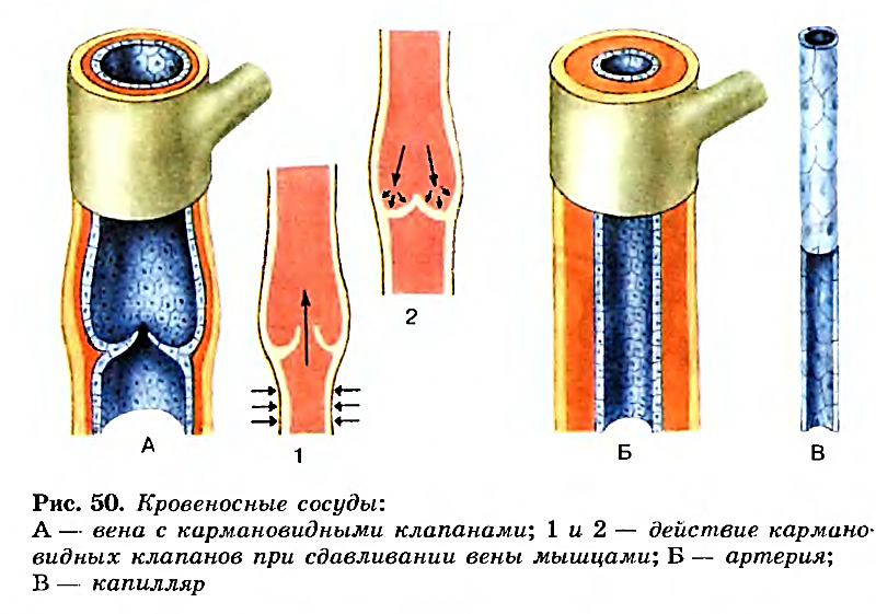 Урок Транспортные системы организма человека. Органы кровообращения, их строение и функции