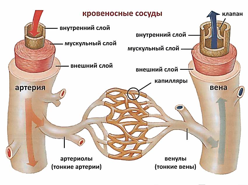 Урок Транспортные системы организма человека. Органы кровообращения, их строение и функции