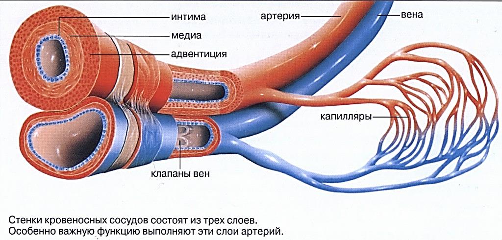 Урок Транспортные системы организма человека. Органы кровообращения, их строение и функции