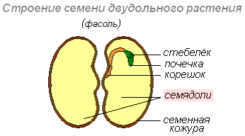 Рабочая программа по биологии 6 класс (УМК В.В. Пасечника)