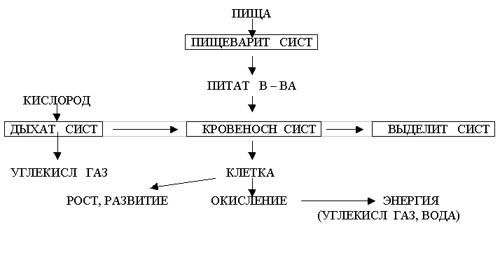 Статья Активизация процесса изучения биологии (из опыта работы).