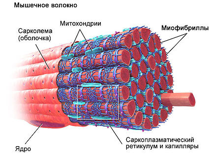 Основные понятие и обработка мясопродуктов.