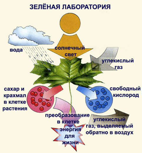 Карточки к учебнику биологии. Авторы: И.Н.Пономарева, И.В. Николаев, О.А. Корниловав. ФГОС.