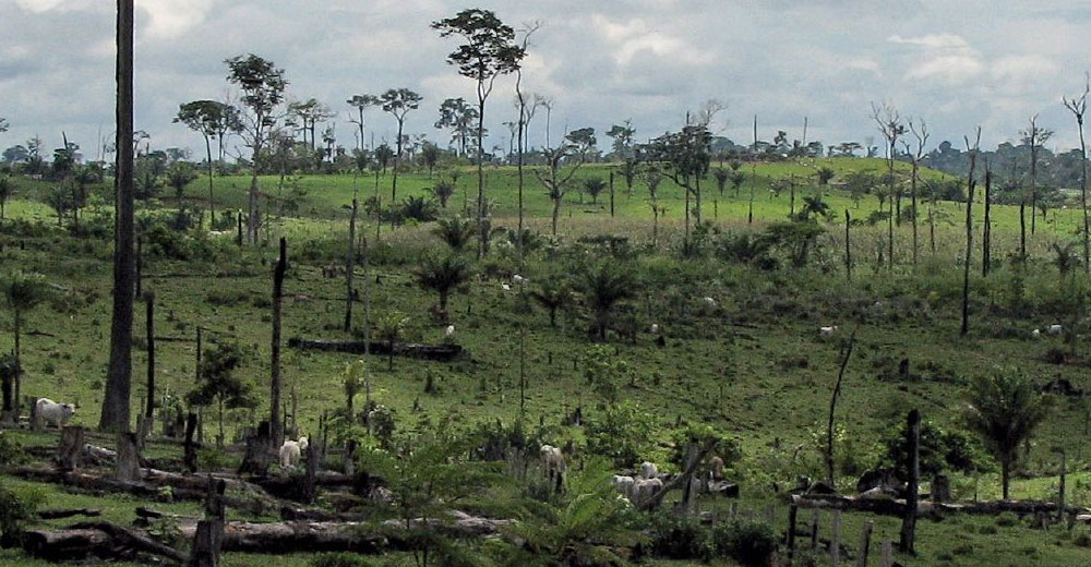 Сведение лесов в бассейнах рек приводит. Обезлесение Бразилии. Вырубленные тропические леса Латинской Америки. Обезлесение тропических лесов Африки. Обезлесение в Индии.