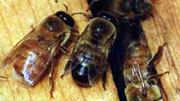 Исследовательская работа Характеристика пчел разных пород