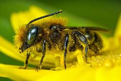 Исследовательская работа Характеристика пчел разных пород