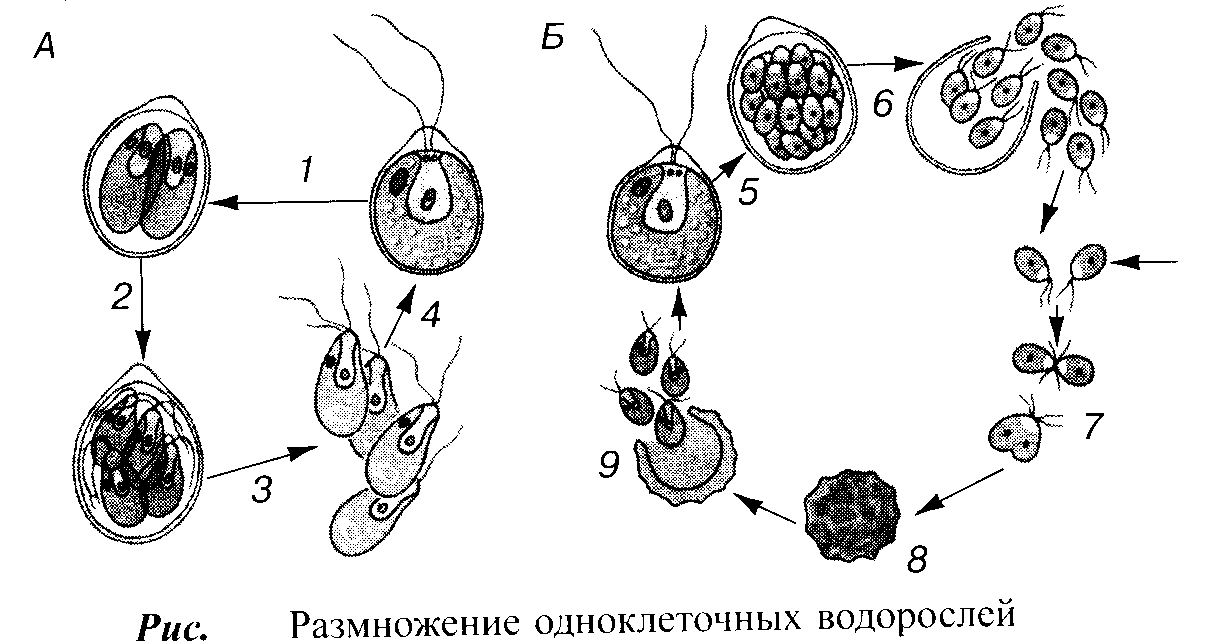 Развитие одноклеточных водорослей. Жизненный цикл хламидомонады ЕГЭ. Жизненный цикл хламидомонады схема. Жизненный цикл хламидомонады рисунок. Цикл размножения хламидомонады.