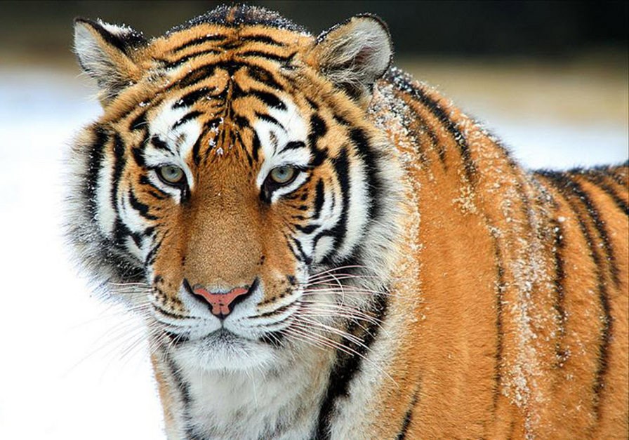 Исследовательская рабора по Окружаещему миру на тему Спасите Амурского тигра