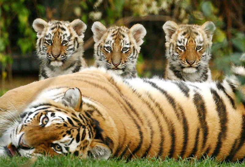 Исследовательская рабора по Окружаещему миру на тему Спасите Амурского тигра