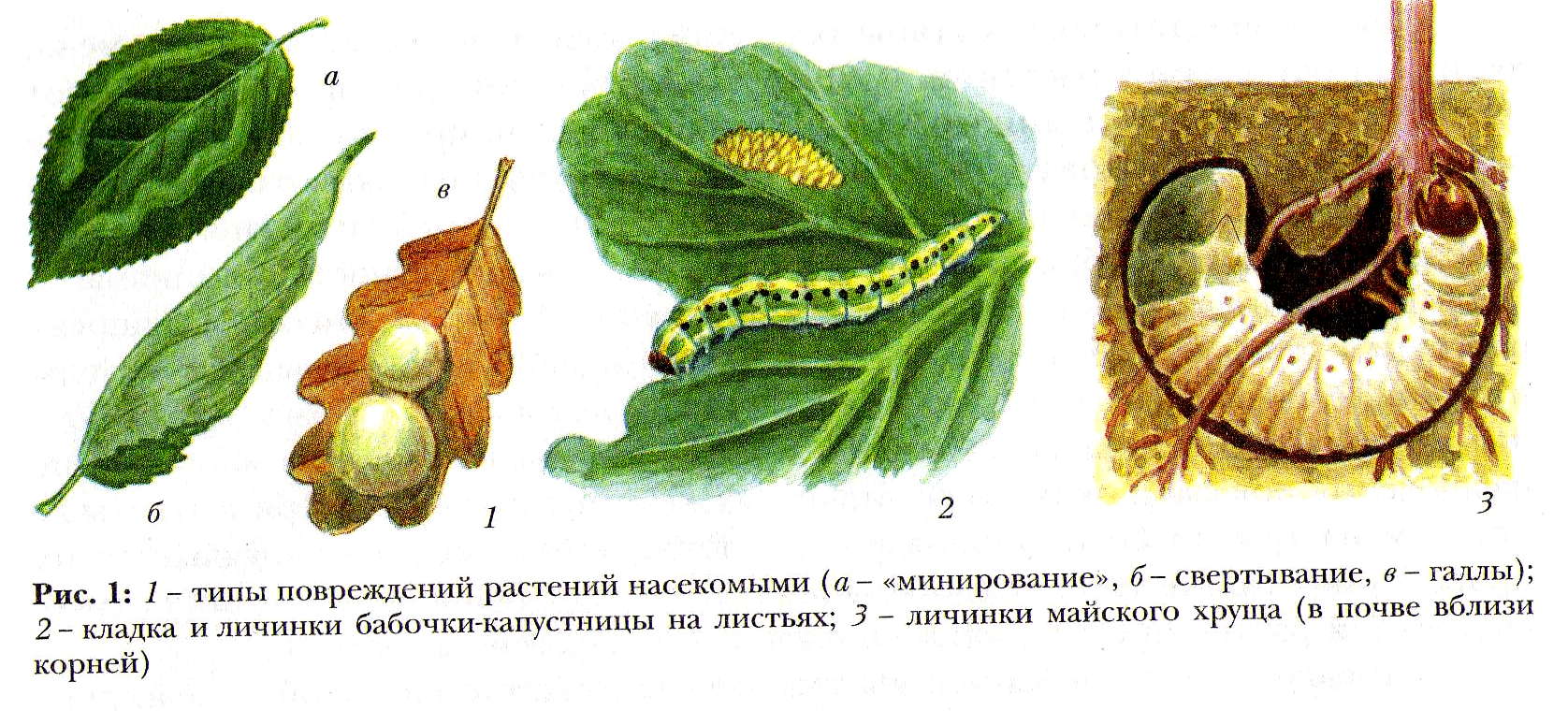 Типы повреждения растений