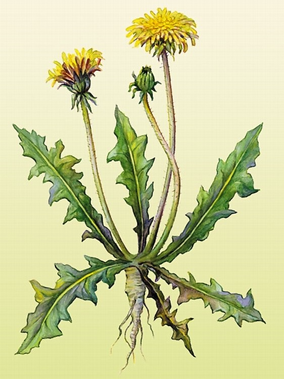 Внеклассное занятие Удивительное растение одуванчик (5 класс)