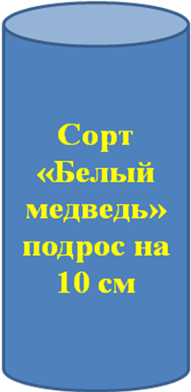 Исследовательская работа «Влияние удобрений на рост, урожайность кабачков»