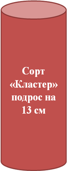 Исследовательская работа «Влияние удобрений на рост, урожайность кабачков»