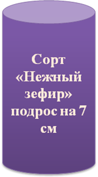 Исследовательская работа «Влияние удобрений на рост, урожайность кабачков»