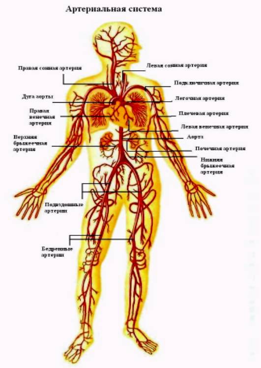 Реферат по изобразительному искусству сердце для плаката 5- 11 классы