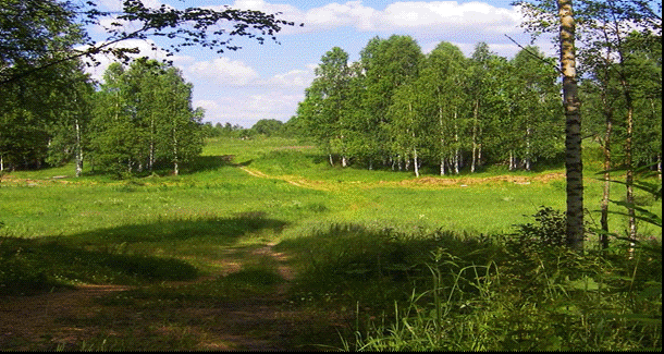 Развлечение Приключения на лесной полянке