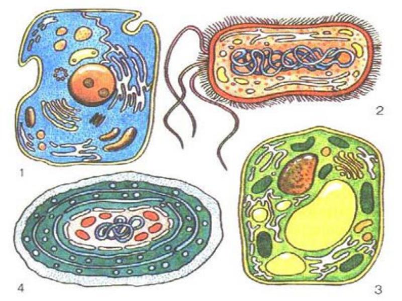 Дидактические карточки по биологии по теме Строение клетки (9-10 класс)