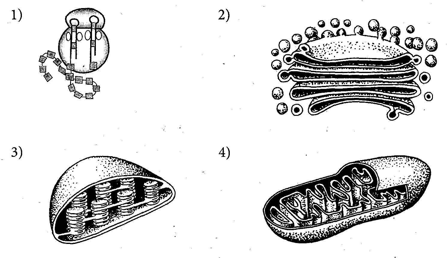 Схематическое изображение органоидов клетки