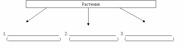 Рабочий лист к уроку Индивидуальное развитие растений