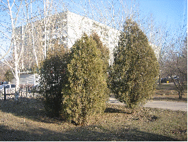 Видовое разнообразие хвойных растений в парках города Волгограда