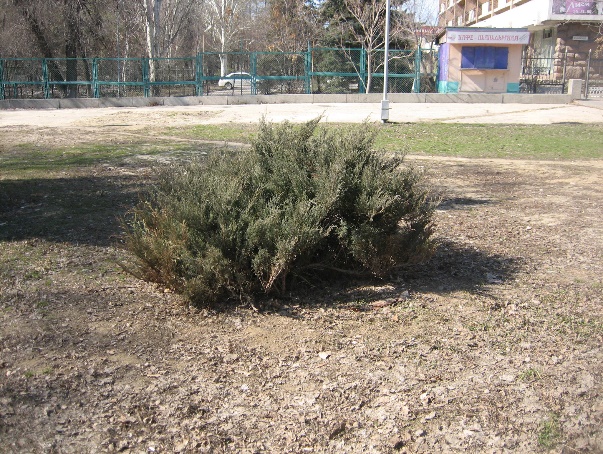 Видовое разнообразие хвойных растений в парках города Волгограда
