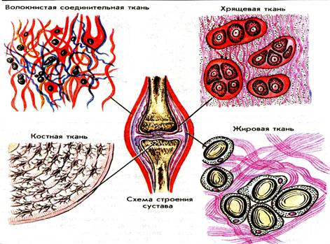 Конспект урока по биологии на тему Основные ткани человека: эпителиальные, соединительные, мышечные, нервная (8 класс).
