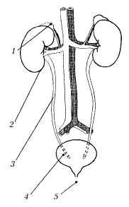 Строение и функции мочевыделительной системы