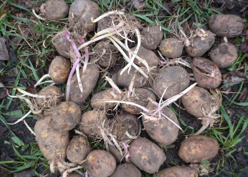 Исследовательская работа Тема: «Размножение картофеля разными способами»