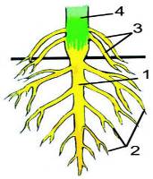 Өсімдіктің вегетативтік мүшесі ретінде тамырдың сыртқы және ішкі құрылысы