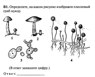 Изображен на рисунке гриб