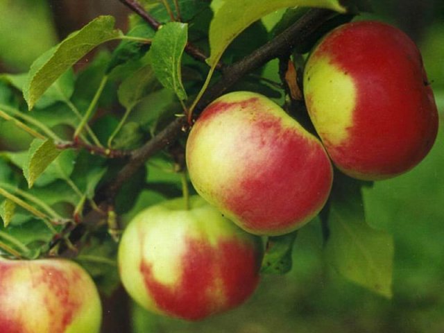 Внеклассное мероприятие Яблочные посиделки