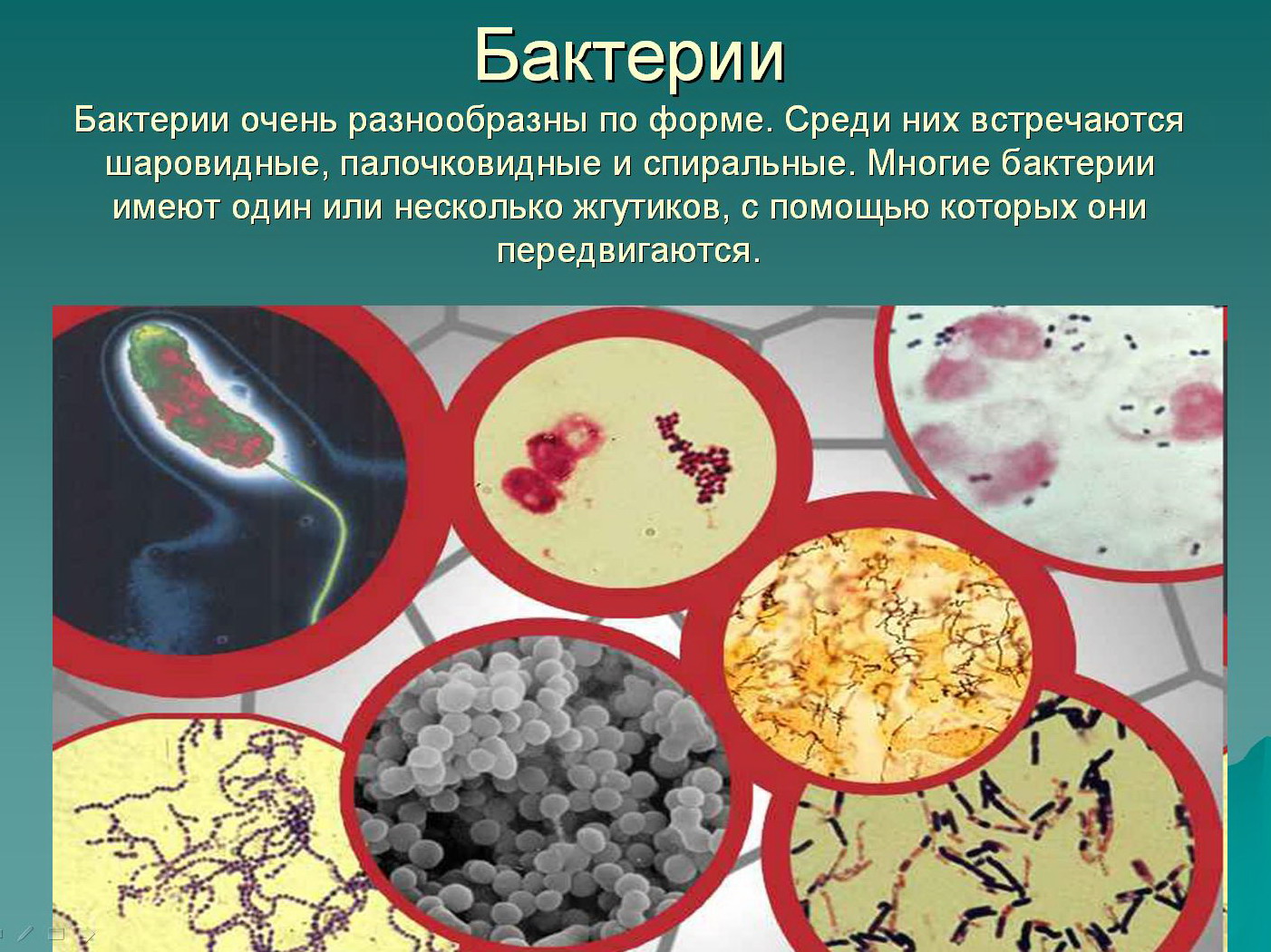 Царство бактерии многообразие