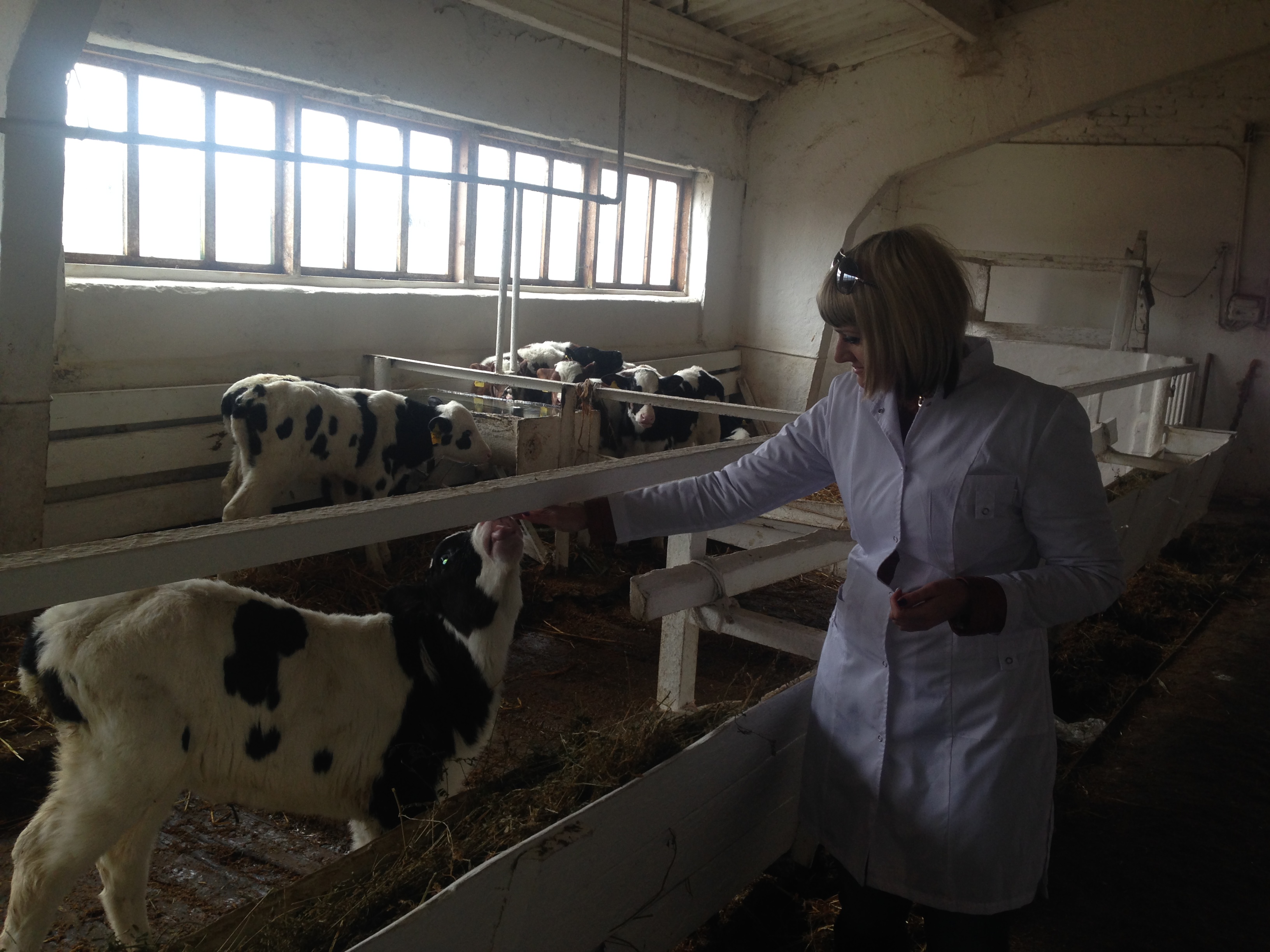 Урок на производстве по дисциплина ПМ 02 Производство и первичная обработка продукции животноводства От черной коровки да белое молочко