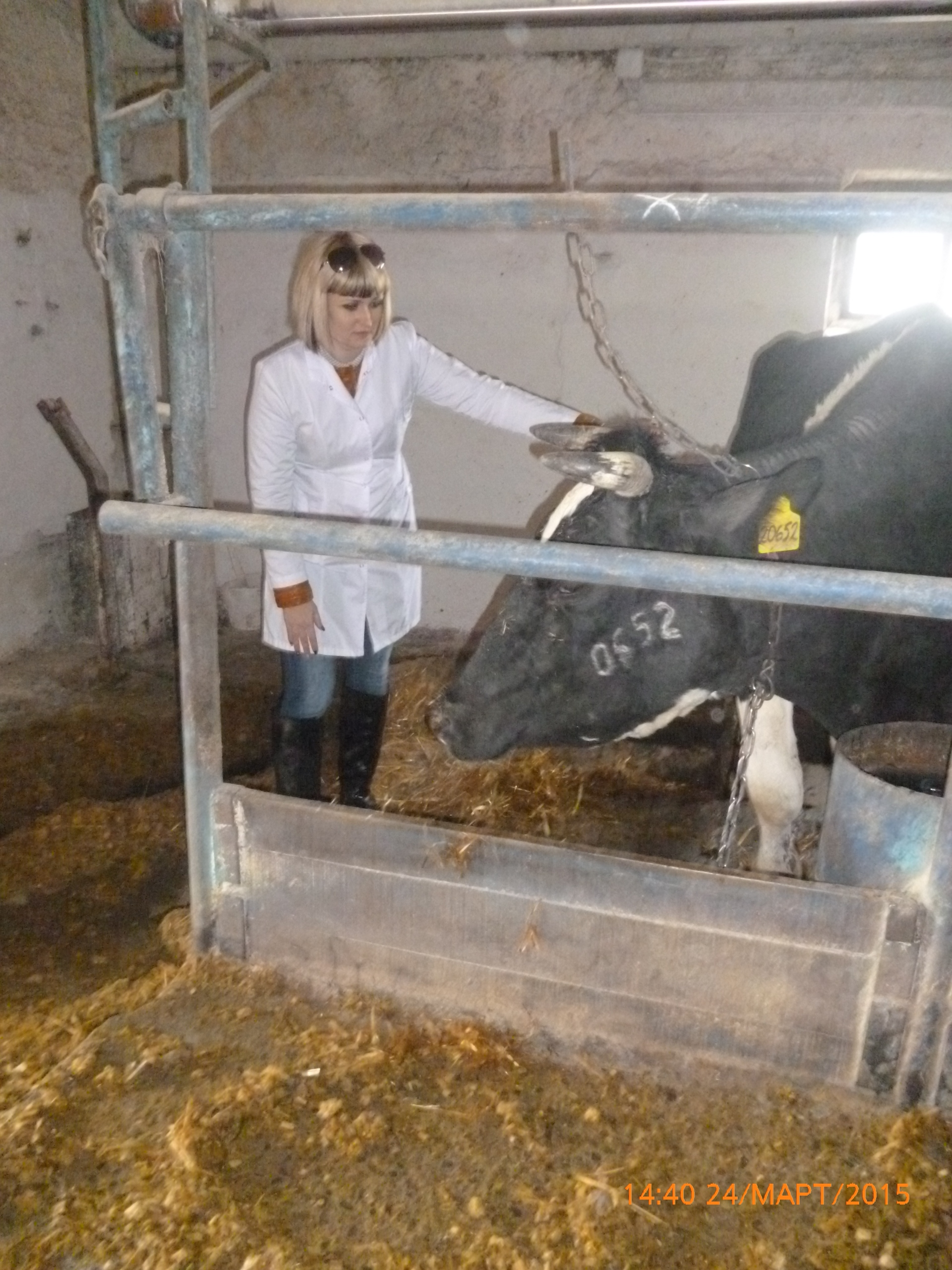 Урок на производстве по дисциплина ПМ 02 Производство и первичная обработка продукции животноводства От черной коровки да белое молочко