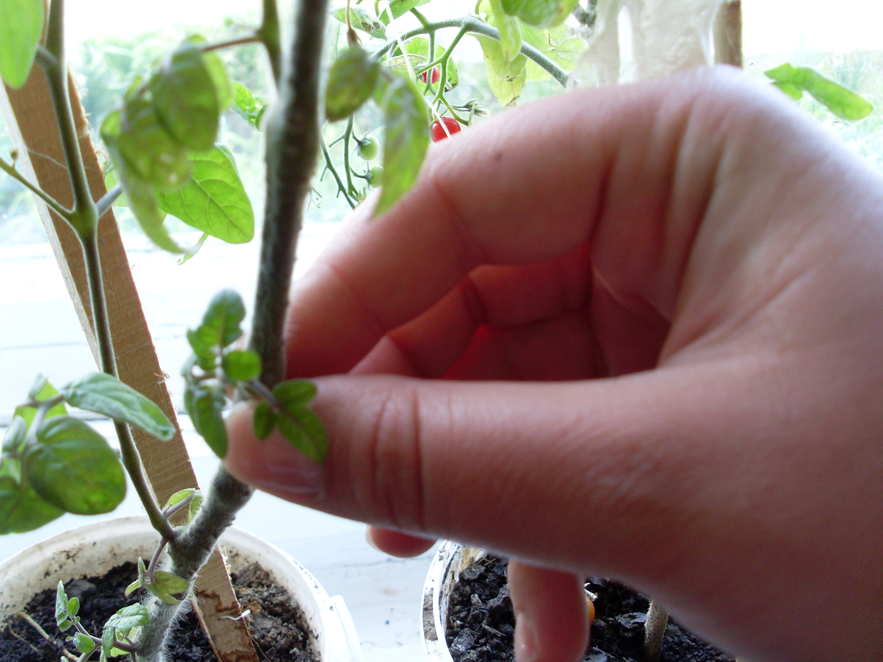 Проект Экологические основы выращивания комнатных томатов и оценка качества готовой продукции