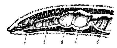 Биология – 7 класс Раздел. Типы Плоские, Круглые и Кольчатые черви (9 ч.) Глава: Кольчатые черви (3 ч.) План урока № 18 Тема: Многообразие, дождевой червь. Среда обитания. Внешнее и внутреннее строение.