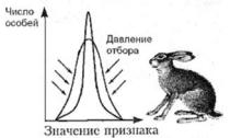 Контрольная работа 11кл. диагностическая, полугодовая, итоговая