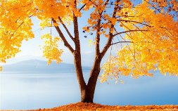 Экологический урок Осень. Как сберечь красоту