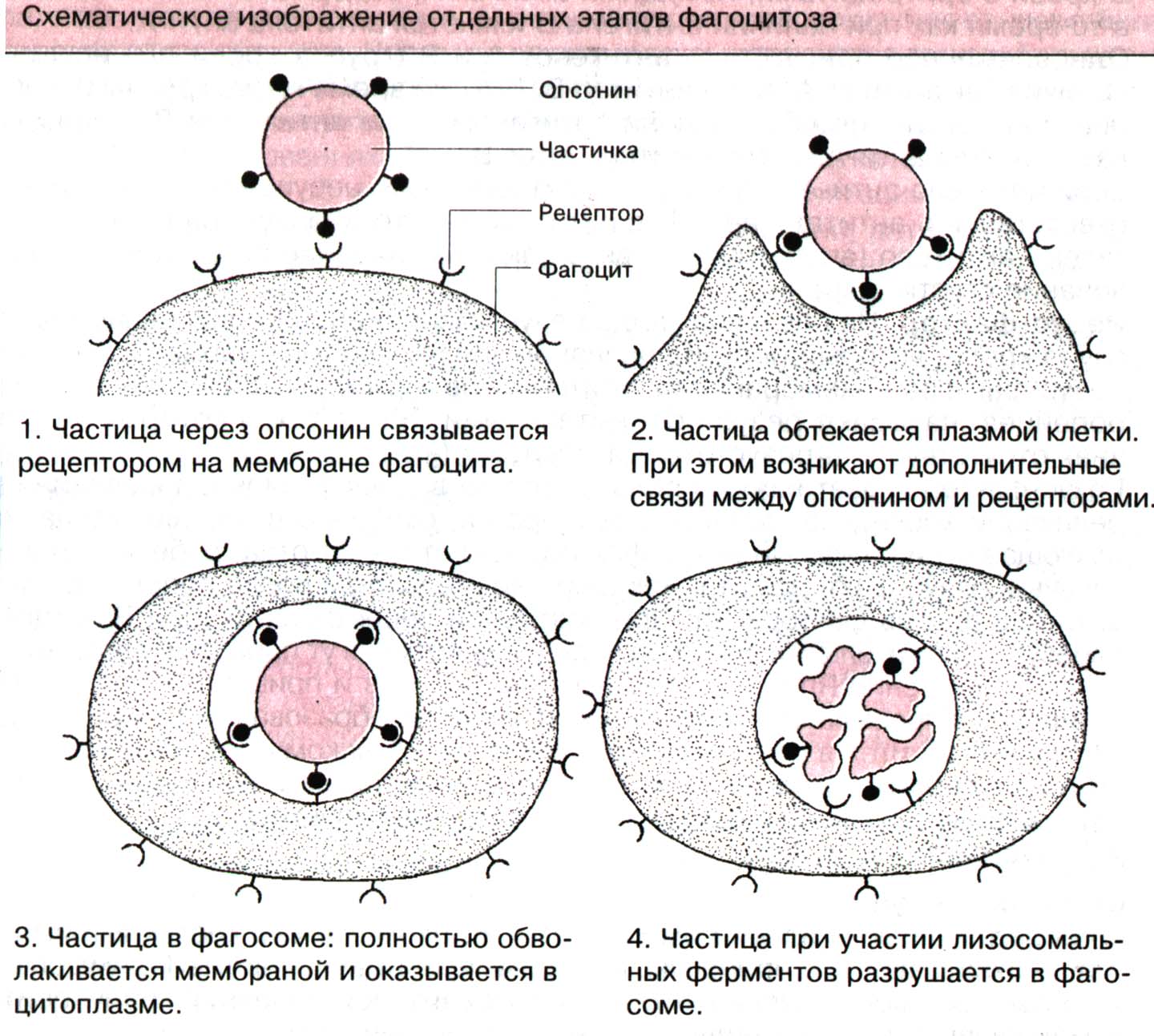 Урок по биологии в 10 классе по теме«Строение плазматической мембраны клетки. Транспорт веществ через мембрану»