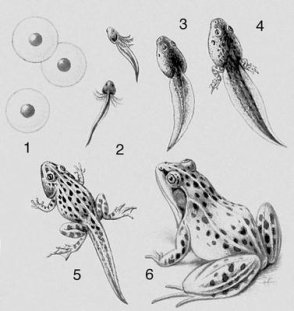 Открытый урок по биологии в 8 «А» классе на тему «Размножение и развитие лягушки».