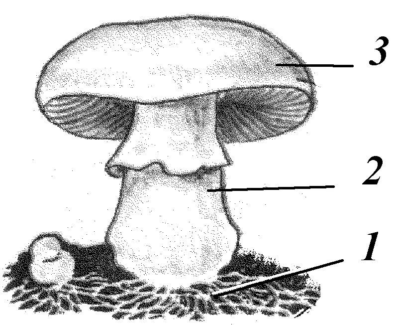 Конспект урока по биологии на тему Съедобные и несъедобные грибы. Ядовитые грибы (7 класс)