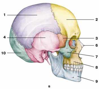 Конспект урока по биологии на тему Скелет человека