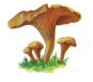 Урок 2 по рисованию на тему Рисование с натуры разных видов грибов. (2 класс)