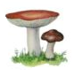Урок 2 по рисованию на тему Рисование с натуры разных видов грибов. (2 класс)