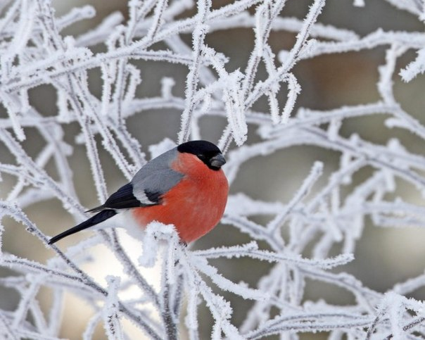 Экологический проект Поможем зимующим птицам