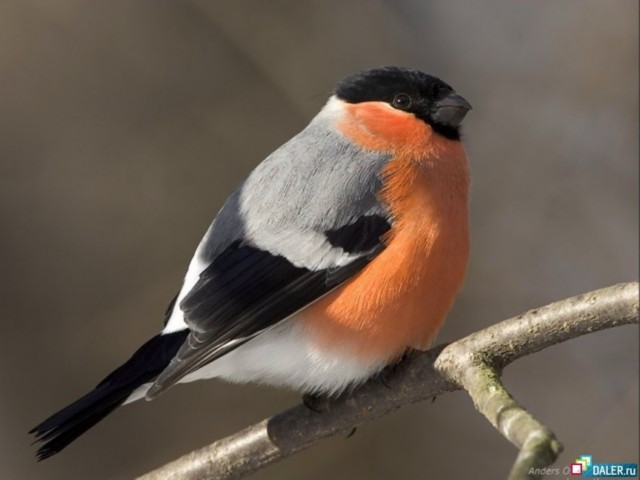 Экологический проект Поможем зимующим птицам