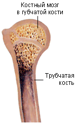 Программа факультативного курса «Зоология»