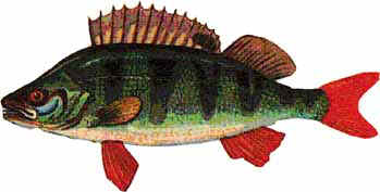 Урок биологии по теме Внешнее строение рыб