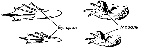 Инструктаж по технике безопасности при изучении диких животных в детской полевой экспедиции.